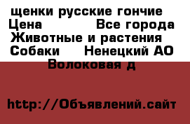 щенки русские гончие › Цена ­ 4 000 - Все города Животные и растения » Собаки   . Ненецкий АО,Волоковая д.